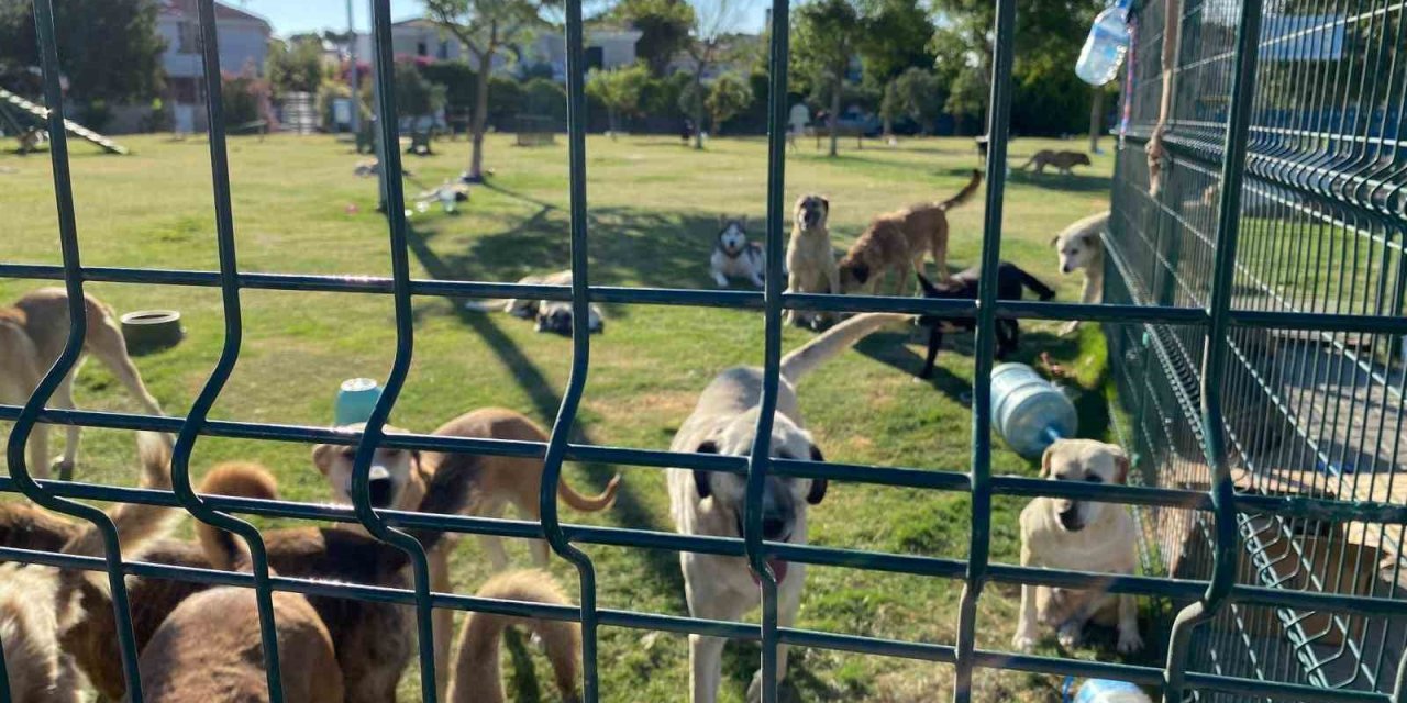 Çeşme’de hayvanseverler el ele verdi, yüzlerce hayvan alevlerden kurtarıldı