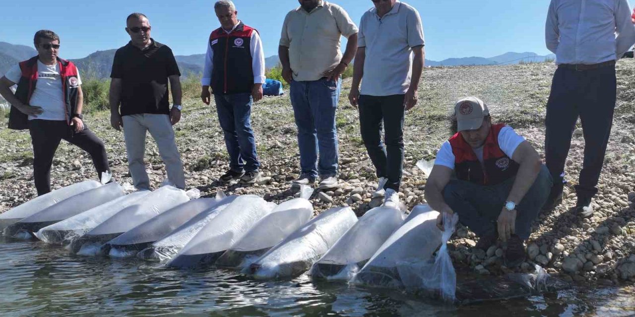 Denizli’de göl ve göletlere 1 milyon sazan yavrusu bırakıldı