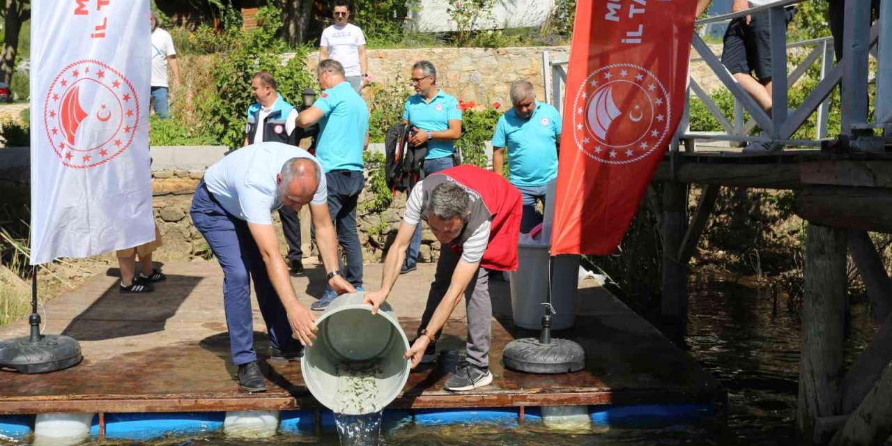 Muğla’da 205 bin sazan yavrusu su kaynaklarına bırakıldı