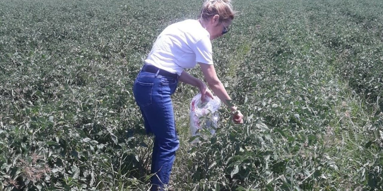 Söke’de hasat öncesi pestisit kontrolü yapıldı