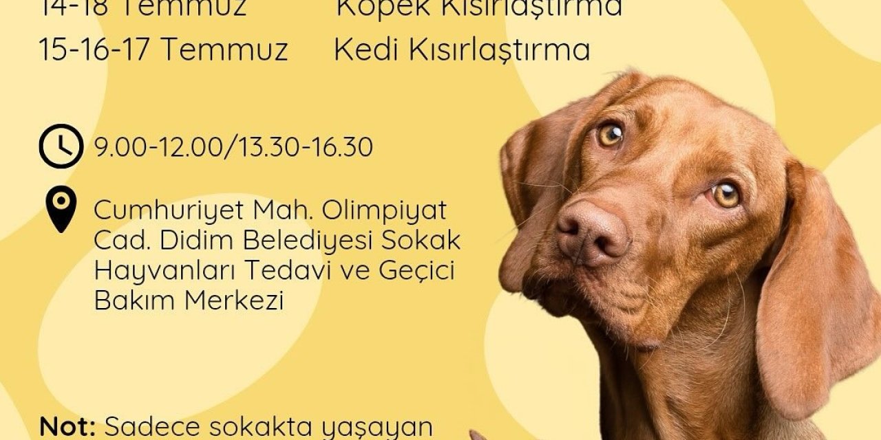 Didim Belediyesi’nden sokak hayvanlarına ücretsiz kısırlaştırma hizmeti