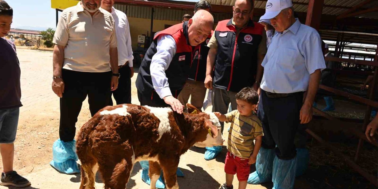 Denizli’de 511 bin ton inek sütü üretiliyor