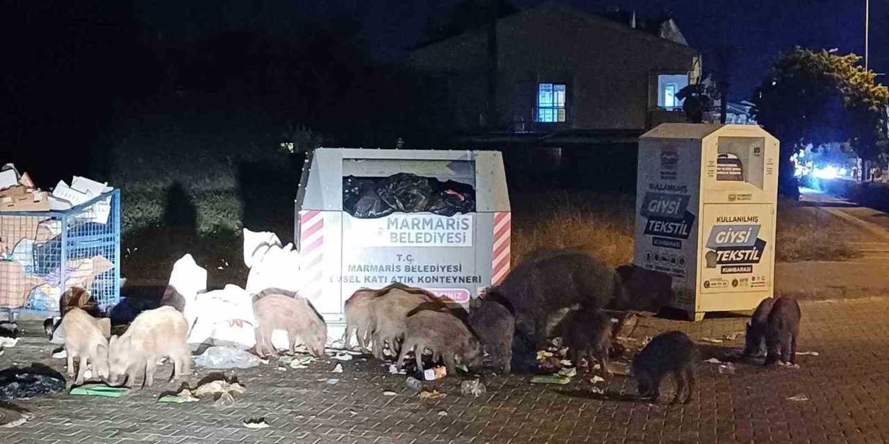 Marmaris Belediyesi’nin duyarsızlığı şehri domuz çiftliğine çevirdi