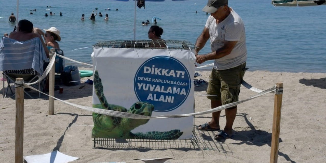 Kuşadası’nda ilk caretta caretta yuvası belirlendi