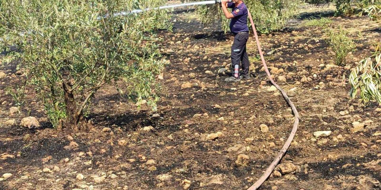 Zeytinlikte çıkan yangın hızlı müdahale ile söndürüldü
