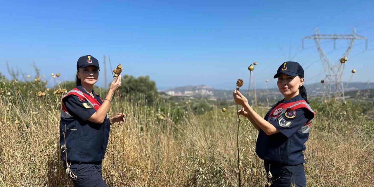 ’Tülüşah’ bitikisine zarar veren 557 bin lira ceza ödeyecek