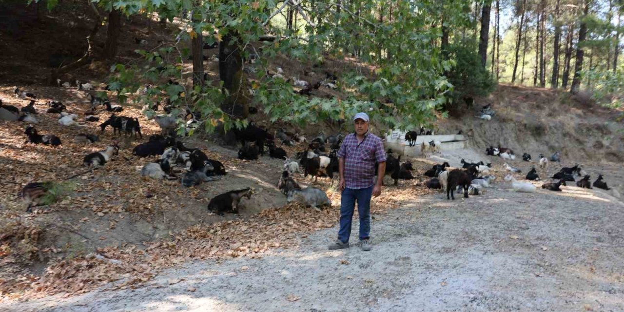Koyun, keçi ve çobanların kıymeti bilinmedi, ülkenin en büyük sorunu yangınlar oldu