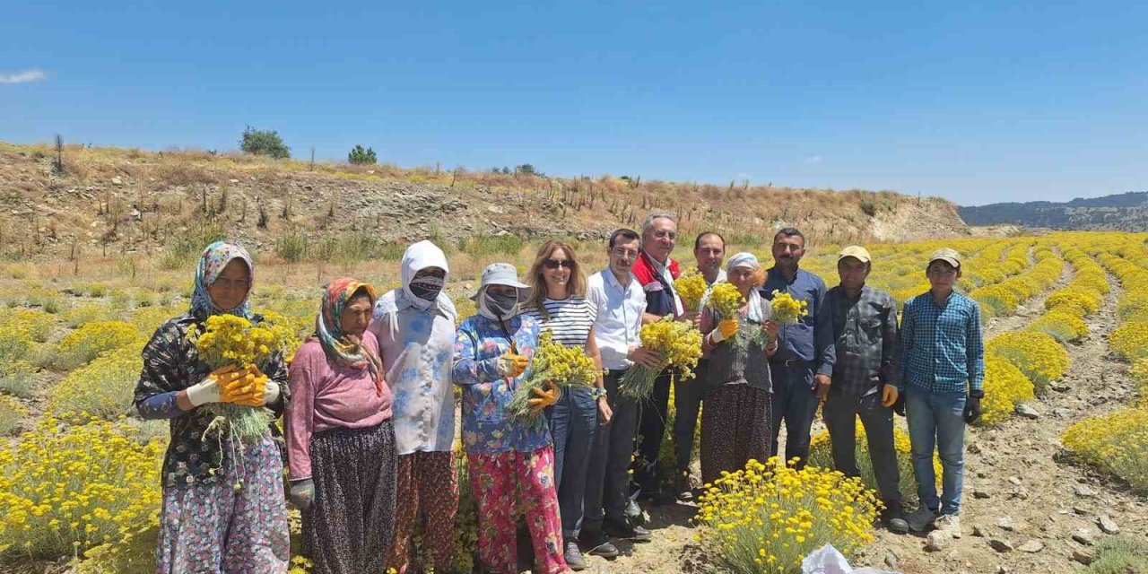 Bozdoğan’da lavanta ve altın otu hasadı yapıldı