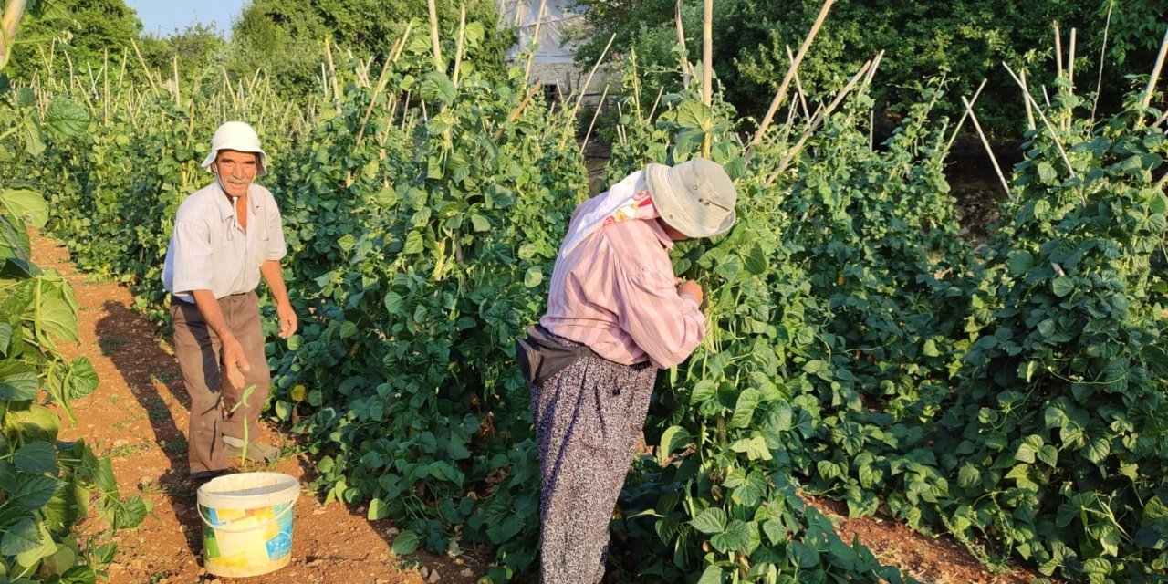 Güvercin gübresiyle beslenen doğal fasulyenin hasadı başladı