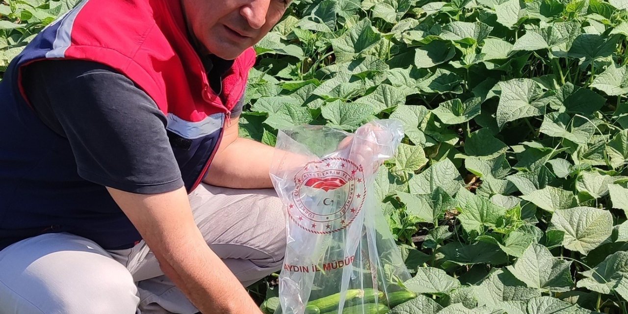 Hasat öncesi salatalık pestisit kontrolü yapıldı