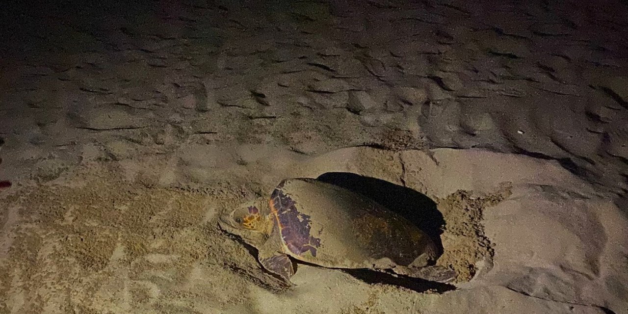 EKODOSD’tan Caretta Caretta uyarısı