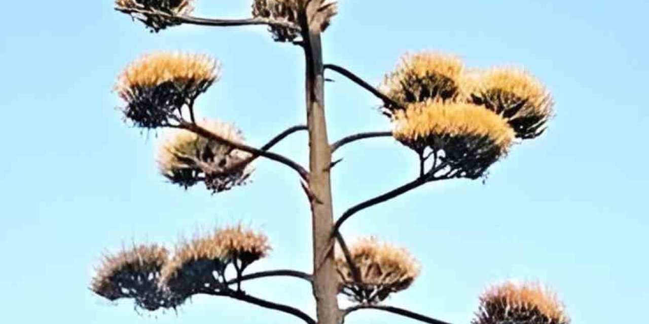 Dikili’de 30 yıllık agave çiçek açtı