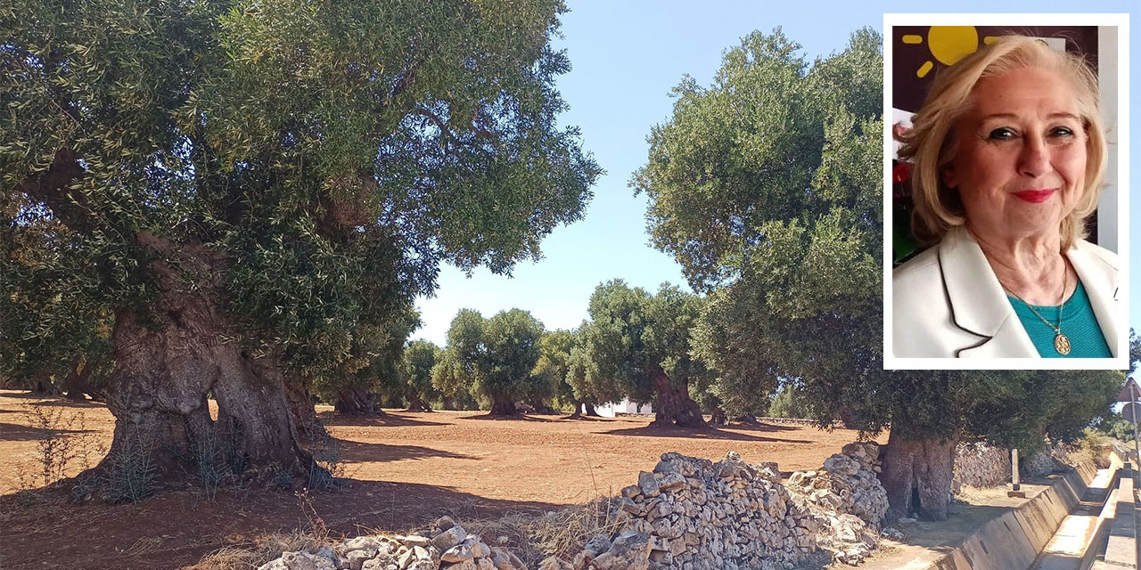 "Burada hepsi anıt": Aydınlı avukat İtalya'dan zeytinlik mesajı verdi