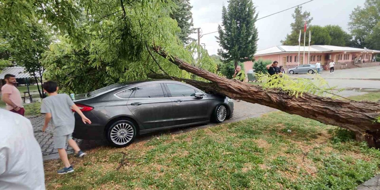 Çivril’de fırtına 15 metrelik ağacı devirdi