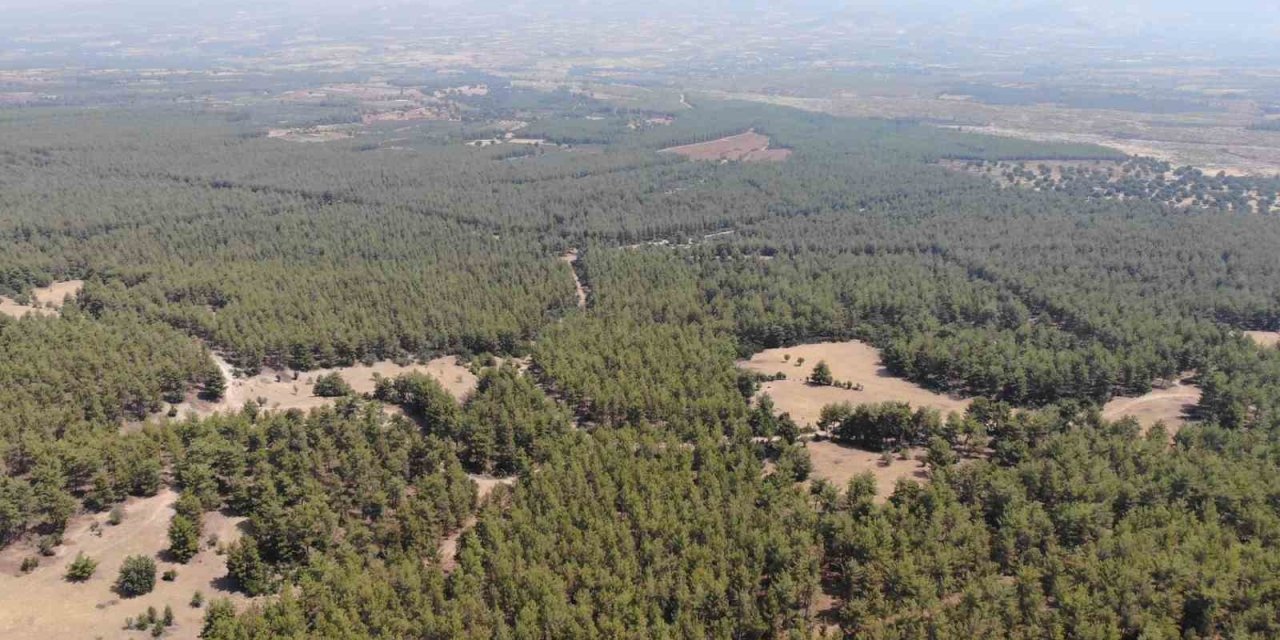 Karacasu Kaymakamlığı’ndan ’Ormana Giriş Yasağı’ hatırlatması