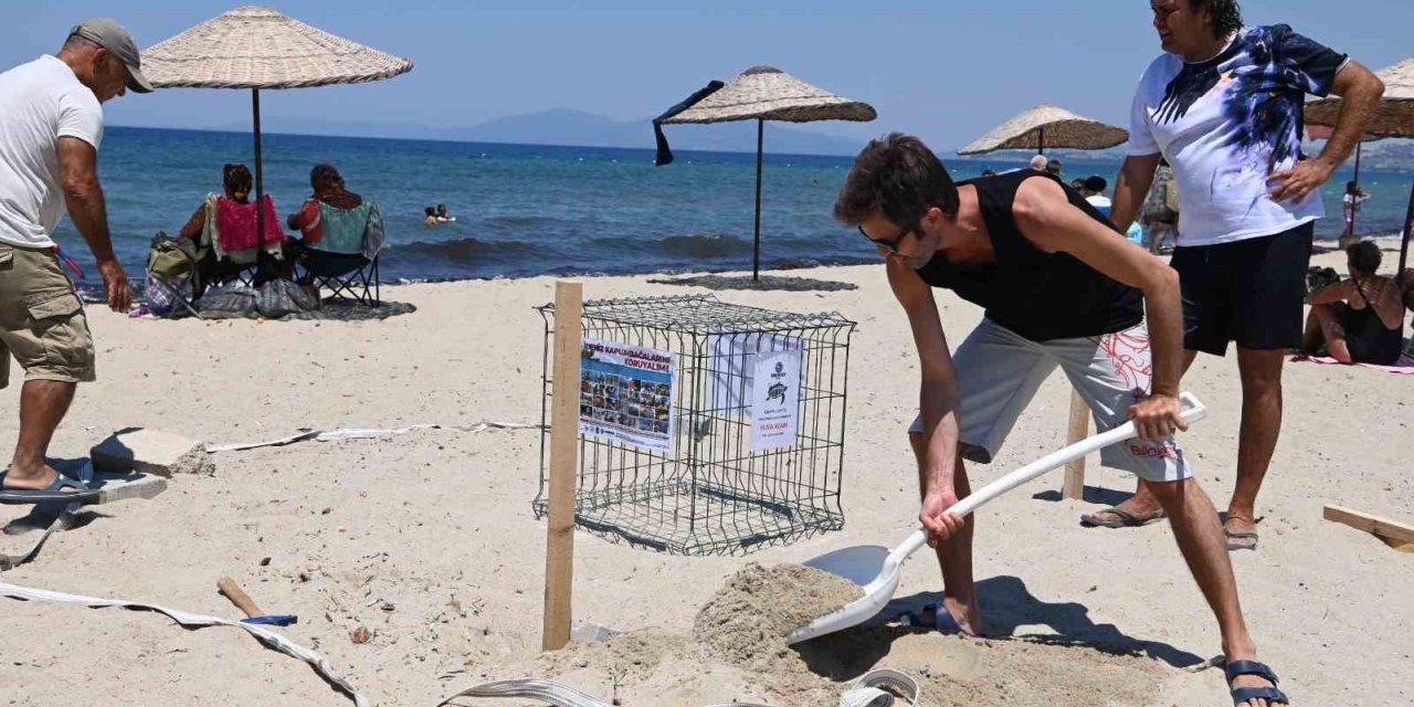 Kuşadası’nda caretta caretta yumurtaları zarar görmemesi için taşındı