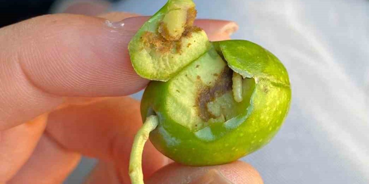 Didim’de üreticilere zeytin sineği uyarısı
