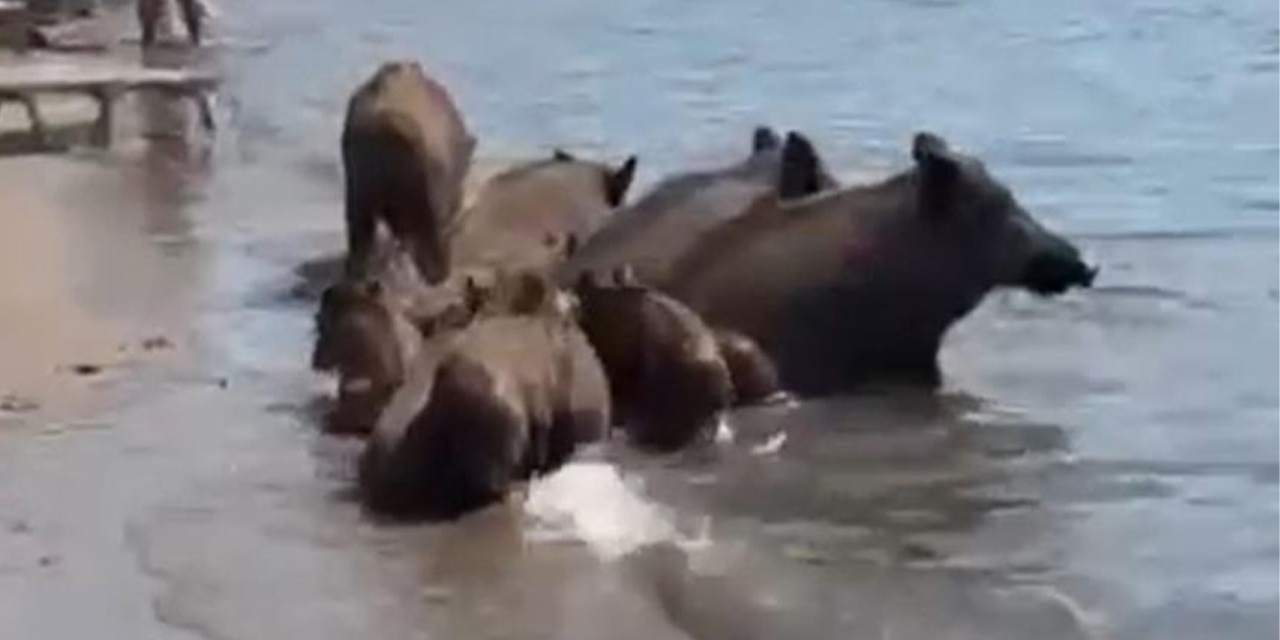 Sahilde sürpriz misafirler: Yaban domuzları denize girdi