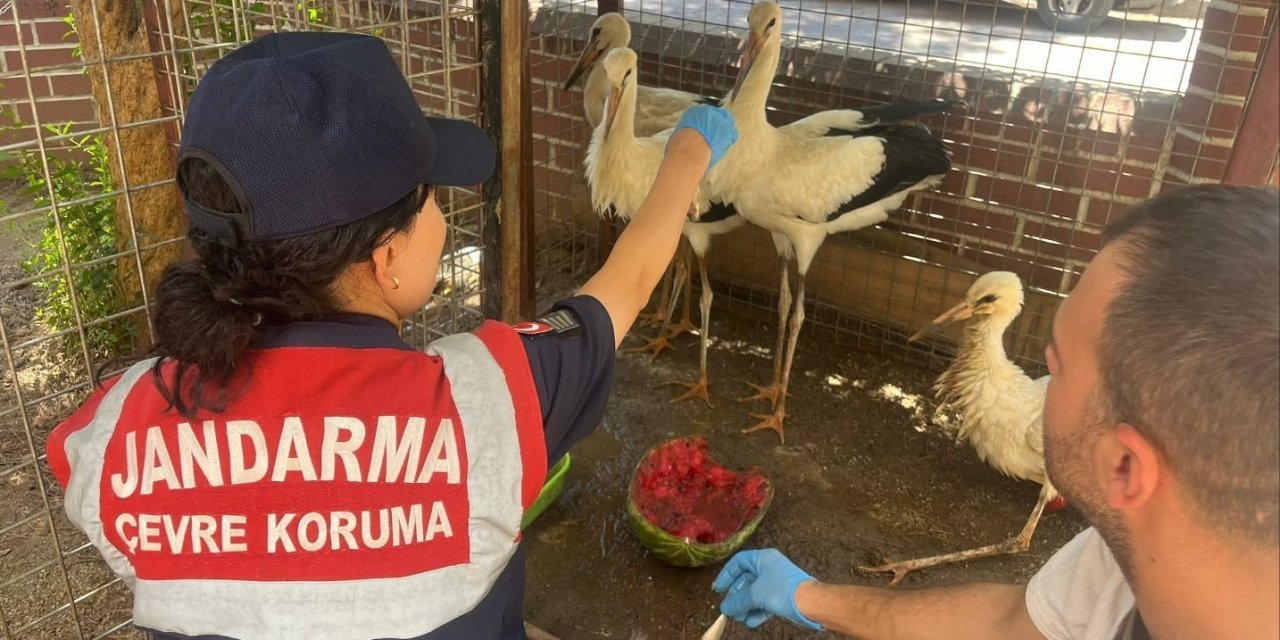Jandarma yaralı leyleği veterinere ulaştırdı
