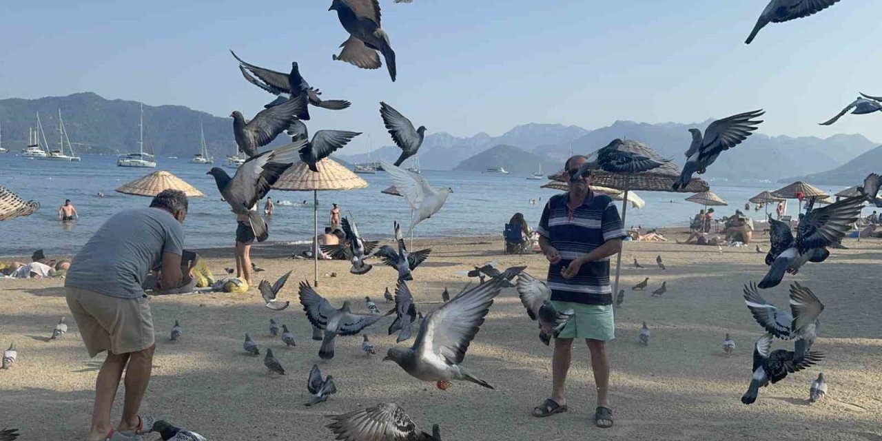 Marmaris Halk Plajı’nın kanatlı müdavimlerine vatandaşlardan ilgi