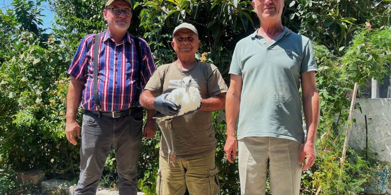 Yavru leyleği kurtarıp, deniz kaplumbağası yumurtalarını koruma altına aldılar