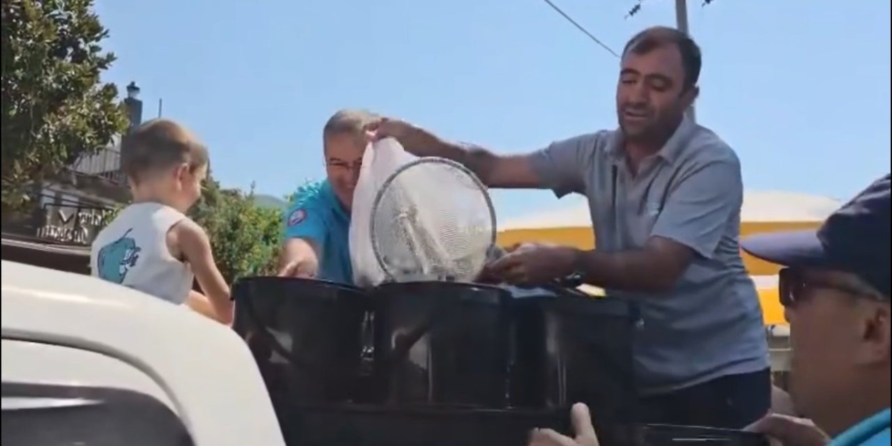 Kadın azmağına 35 bin levrek yavrusu bırakıldı