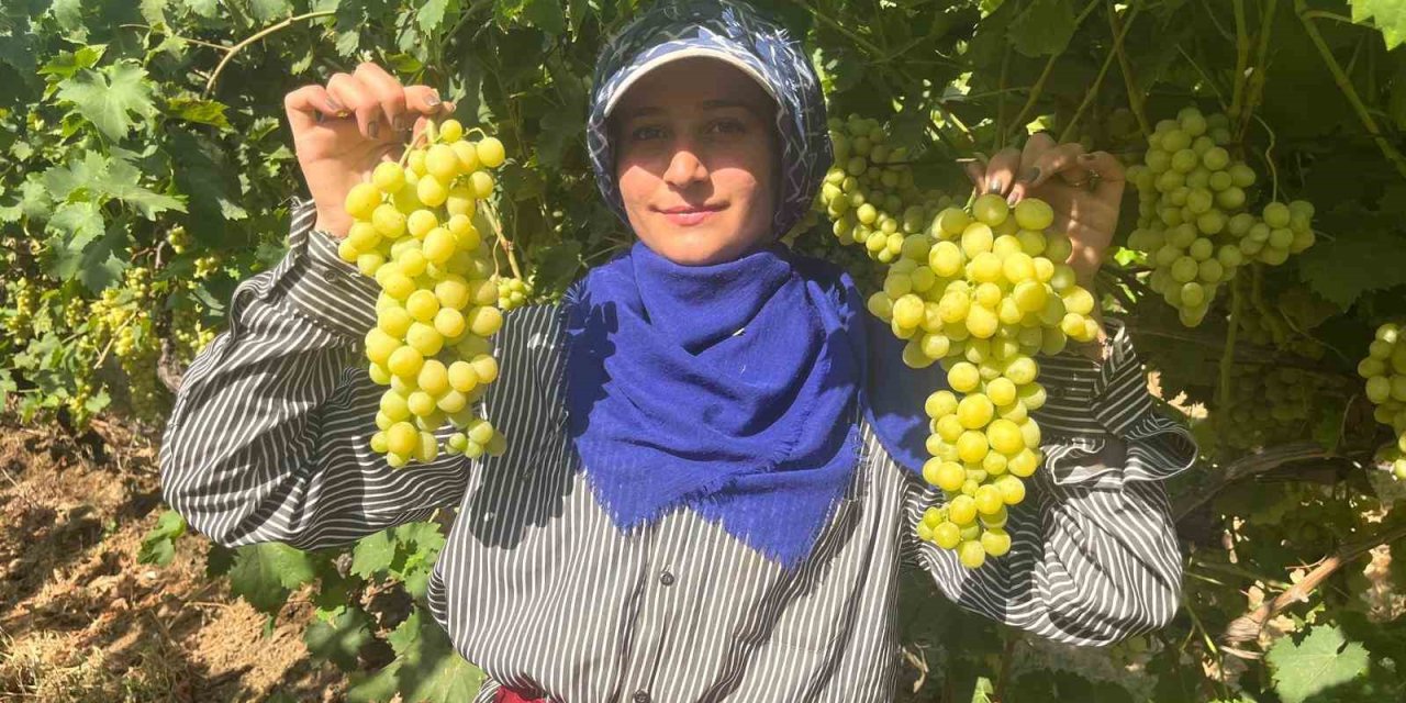 Buldan’ın meşhur üzümü Avrupa ve Arap ülkelerinden talep alıyor