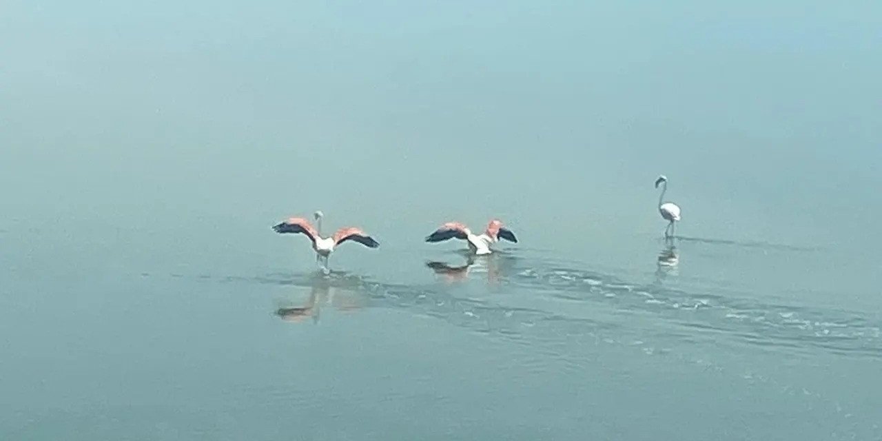 Flamingoların zorlu göçü tamamlandı