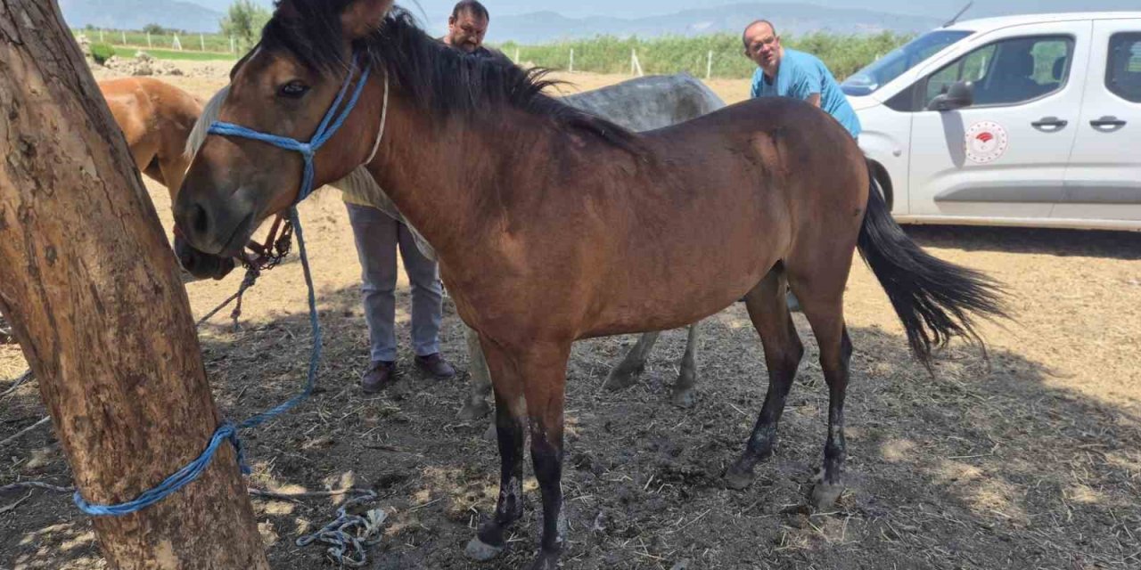Söke’de tek tırnaklı hayvanlara ruam taraması yapıldı
