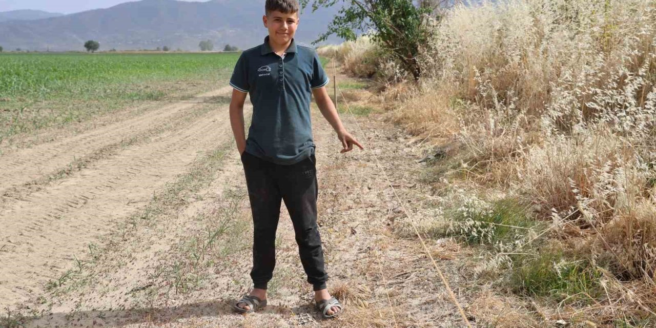Ege’de domuz sorunu artarak devam ediyor