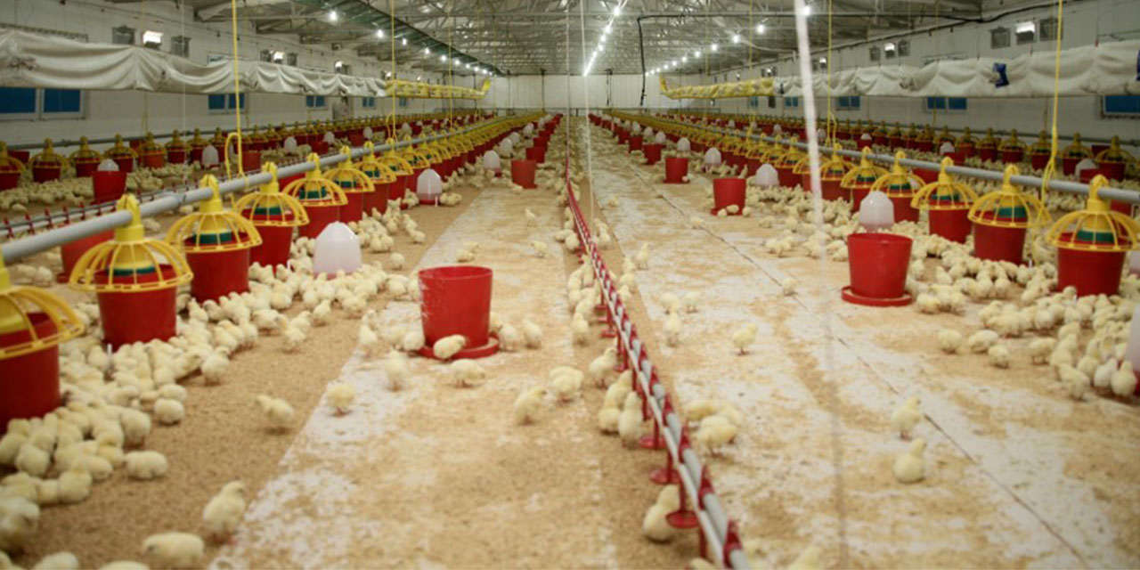 Şenpiliç ekosistemi sözleşmeli çiftliklerle geçen yıl 4.200 kişiye istihdam sağladı