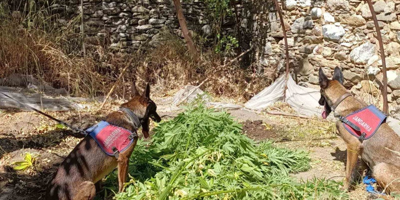 Nazilli’de uyuşturucu operasyonu