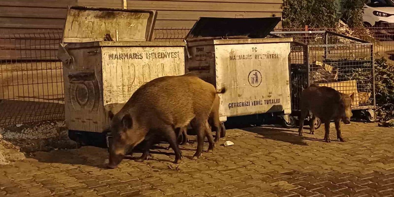 Belediye sessiz kaldı, Marmaris’i domuzlar ele geçirdi