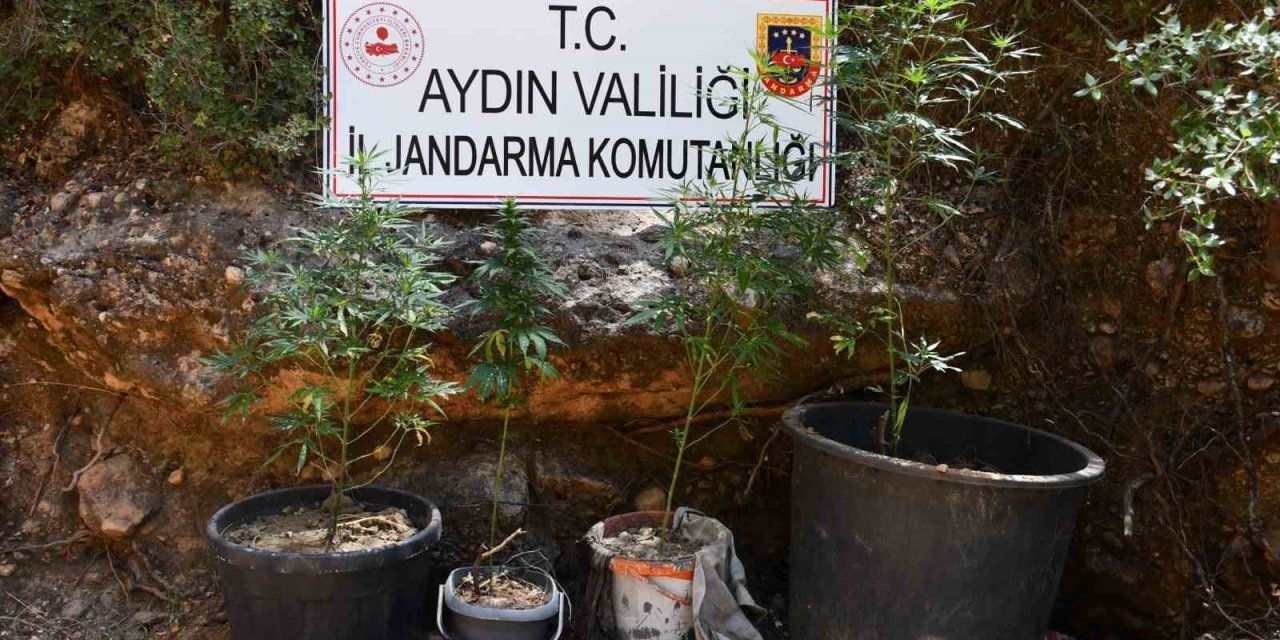 Kenevir yetiştiren şüpheliye eş zamanlı baskın