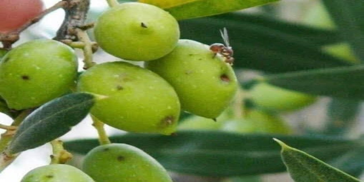 İlçe tarımdan zeytin sineğine karşı ilaçlama çağrısı