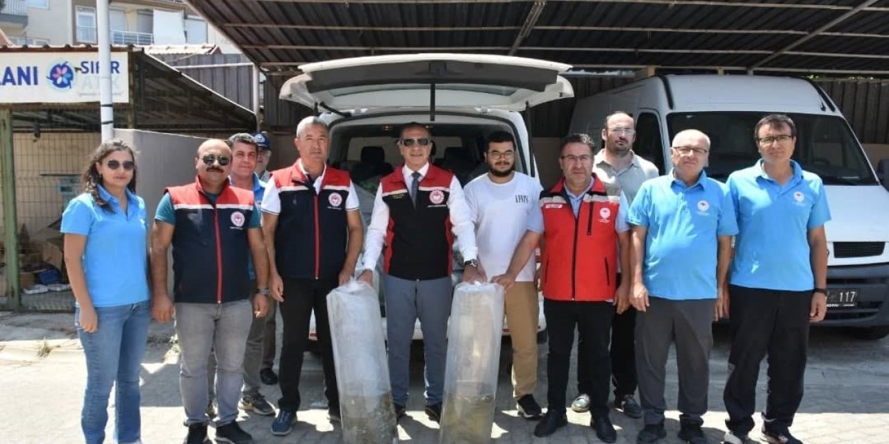 Aydın’da 153 bin sazan yavrusu doğayla buluştu