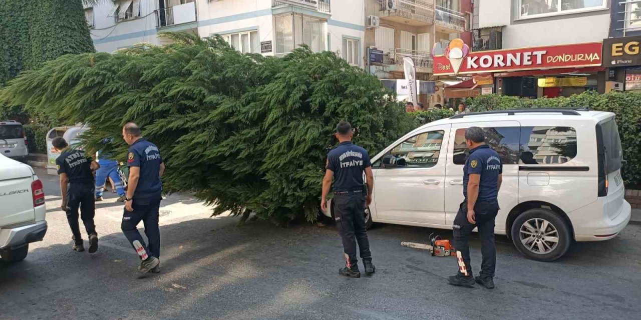 Aydın’da ağaç aracın üstüne devrildi