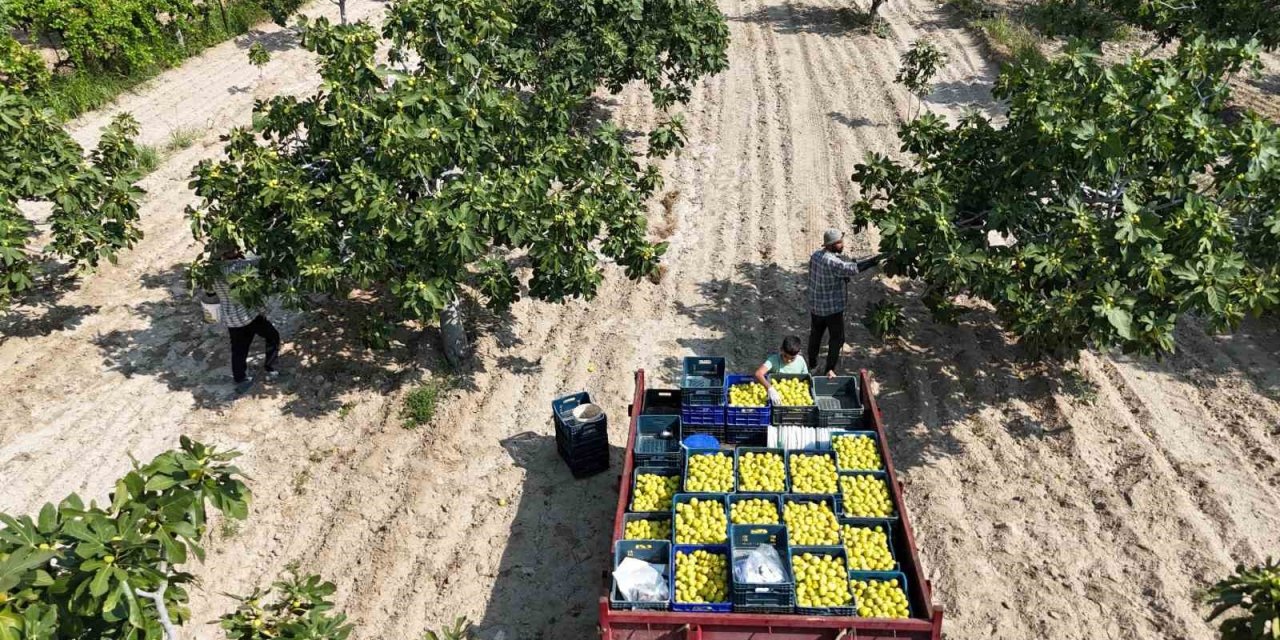 Buharkent’in damak çatlatan lezzeti taze incir, sofralarda yerini aldı