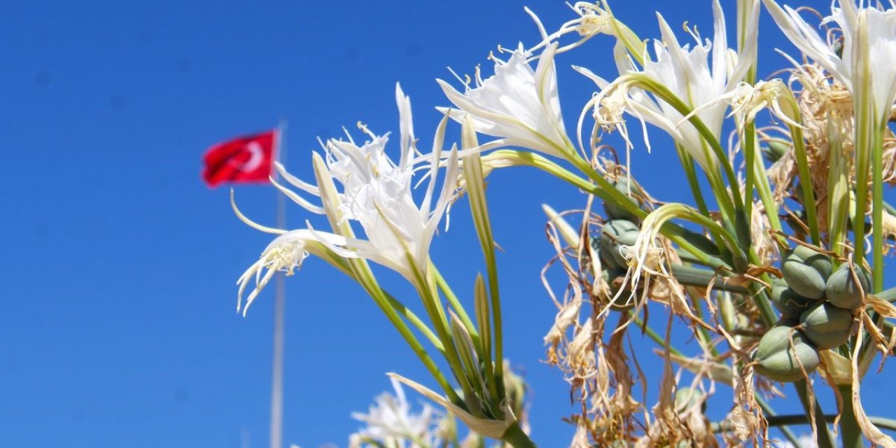 EKODOSD Başkanı Sürücü uyardı: "Kum zambakları tehdit altında"