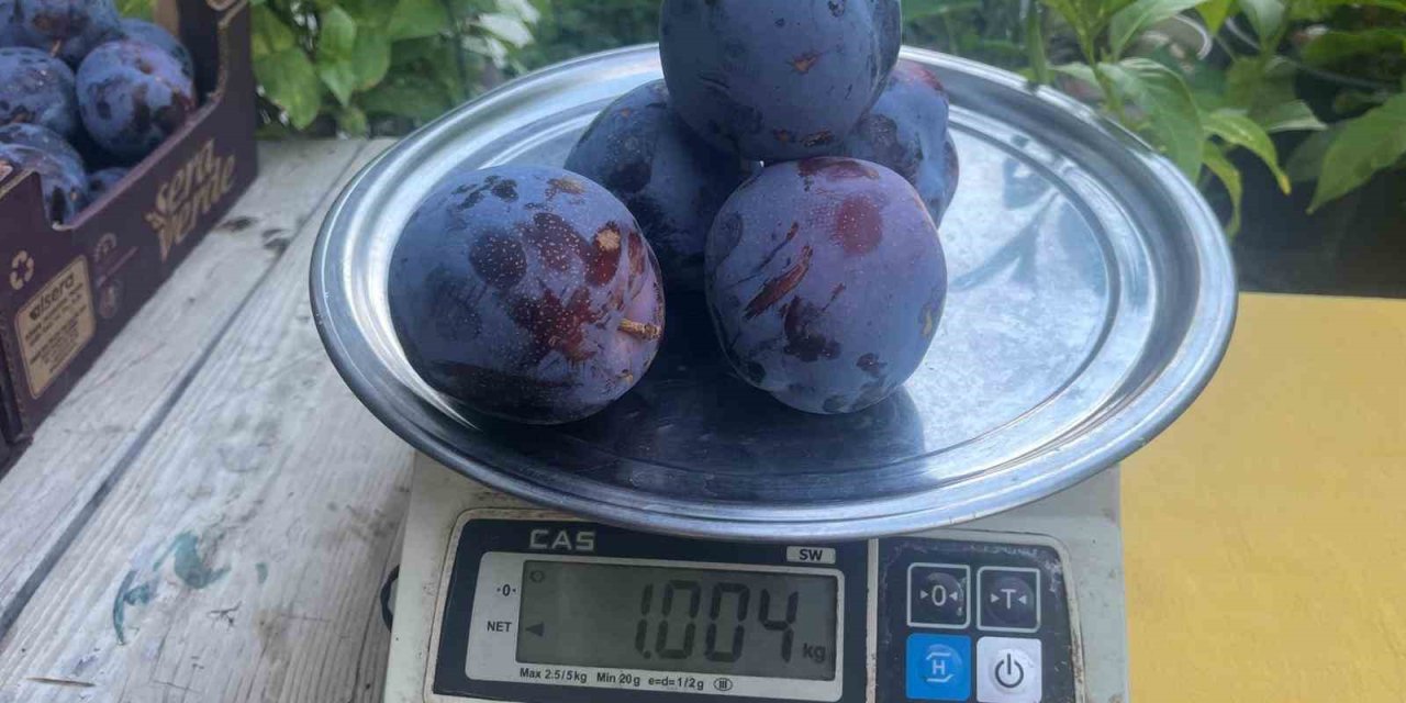 Süleymanlı Yaylasında yetişen eriklerin 5 adeti 1 kilo geliyor