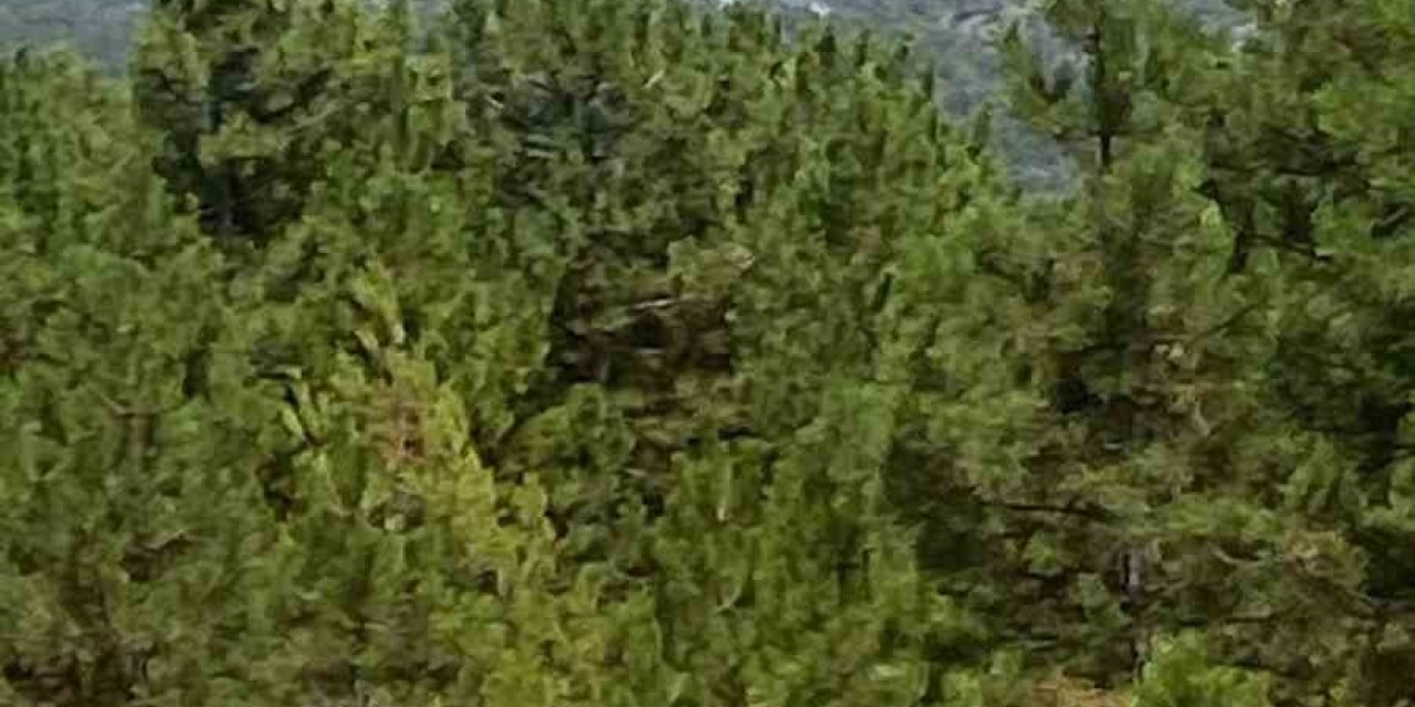 Denizli’de sarp arazide orman yangını başladı