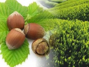 2016 Fındık Rekoltesi Açıklandı; Doğal Afetler Fındığı Vurdu