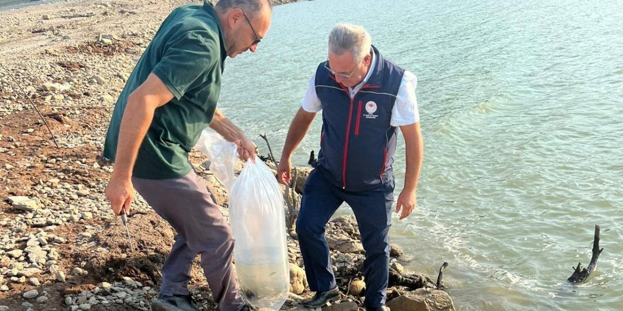 Kemer Barajı’na 600 bin adet sazan yavrusu bırakıldı