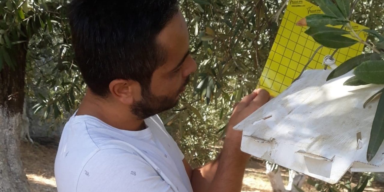 Söke İlçe Tarım’dan zeytin sineği uyarısı