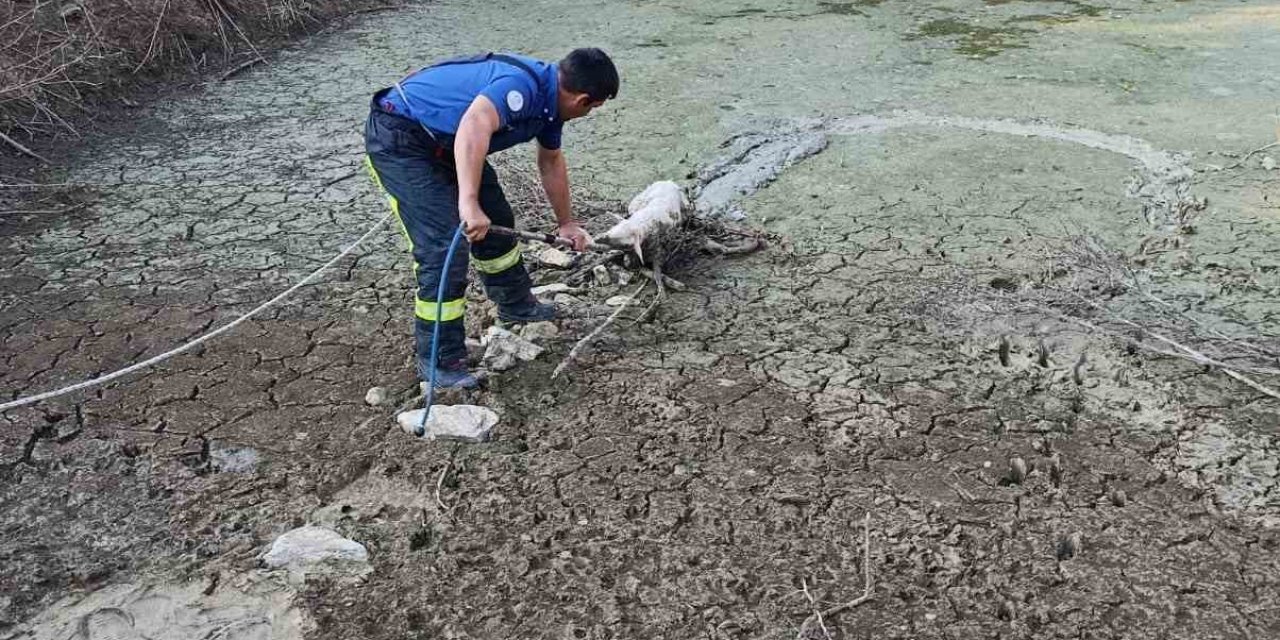 Balçıkta mahsur kalan kuzu operasyonla kurtarıldı