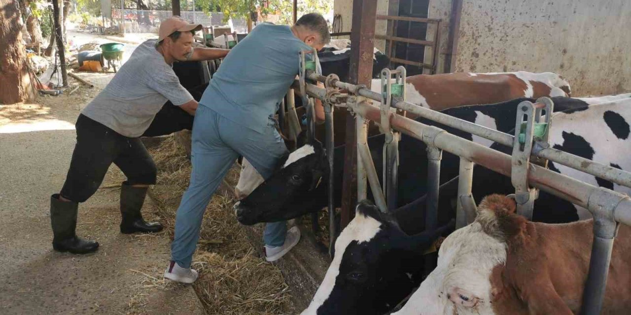 Bozdoğan’da hastalıktan ari işletmelerde kontroller sürüyor