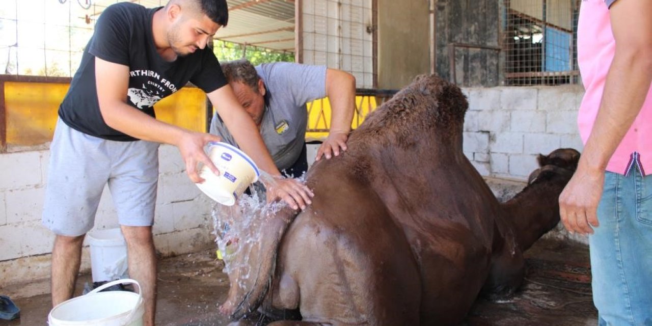 Aydın’da çöl sıcaklarından olumsuz etkilenen develer yıkamaya alındı