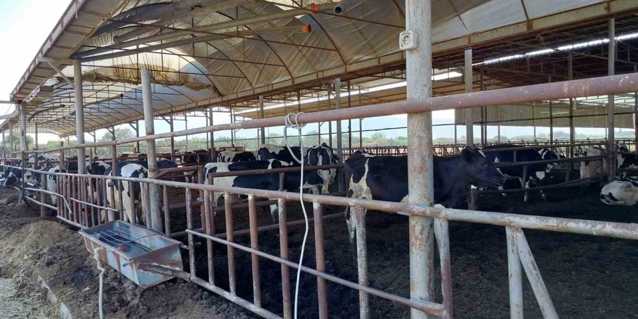 Söke’de hastalıktan ari işletmeler denetlendi