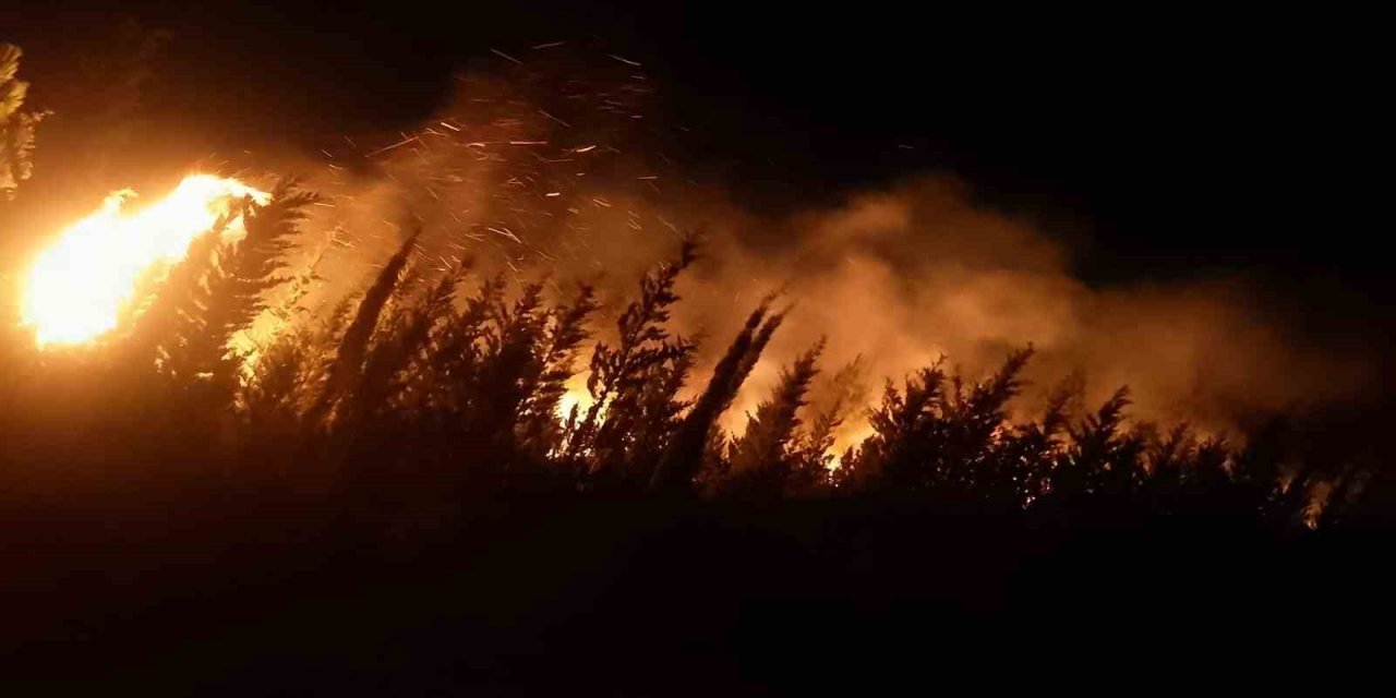 İzmir’de makilik ve ormanlık alanda yangın