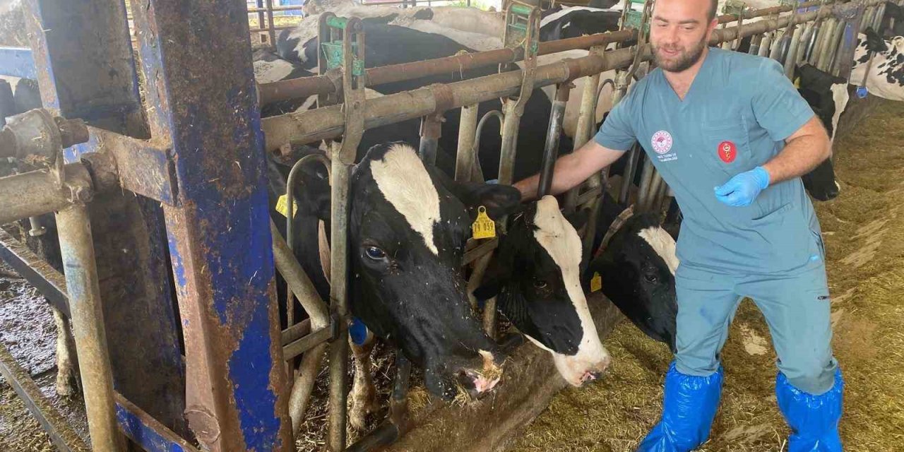 Aydın’da şap hastalığına karşı yoğun mücadele sürüyor